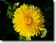 Taraxacum officinale