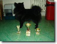 German spitz miniature spitz \\\\\(Dog standard\\\\\)