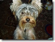 Jorkrsk terier, Yorkshire Terrier,