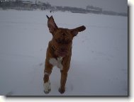 Dogue de Bordeaux