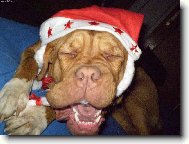 Dogue de Bordeaux