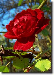 Rosa canina L