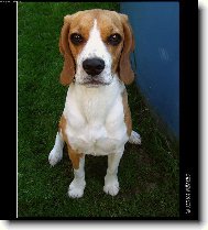 Beagle