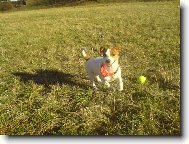 Jack Russell Terrier