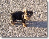 Jorkrsk terier, Yorkshire Terrier,