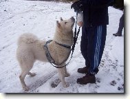 Japanese Akita