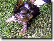 Jorkrsk terier, Yorkshire Terrier,