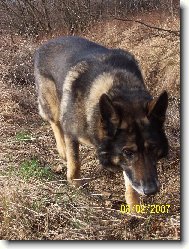 German Shepherd Dog