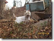 West Highland White Terrier