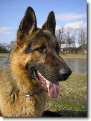 German Shepherd Dog