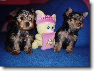 Jorkrsk terier, Yorkshire Terrier,