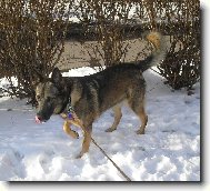 German shepherd dog \\\\\(Dog standard\\\\\)