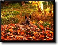 Dutch Shepherd Dog