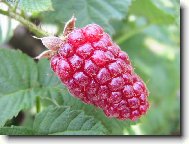 Rubus idaeus L\.