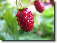 Fragaria vesca L