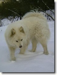 Samoyed \\\\\(Dog standard\\\\\)