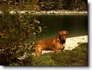 Dogue de Bordeaux