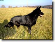 German Shepherd Dog