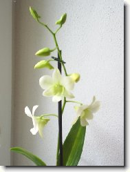 Orchidea