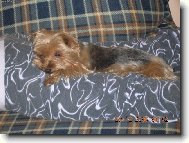 Jorkrsk terier, Yorkshire Terrier,