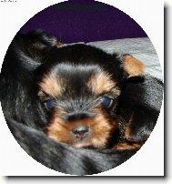 Jorkrsk terier, Yorkshire Terrier,