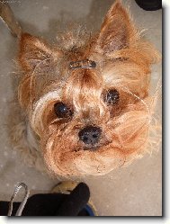 Jorkrsk terier, Yorkshire Terrier,