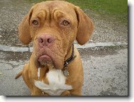 Dogue de Bordeaux