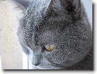 Blue-point cat