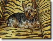 Jorkrsk terier, Yorkshire Terrier,