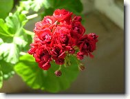 Pelargonium