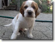 Irish red and white setter \(Dog standard\)