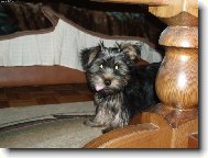 Jorkrsk terier, Yorkshire Terrier,