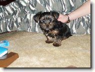 Jorkrsk terier, Yorkshire Terrier,