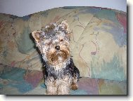 Jorkrsk terier, Yorkshire Terrier,