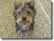 Jorkrsk terier, Yorkshire Terrier,