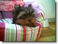 Jorkrsk terier, Yorkshire Terrier,