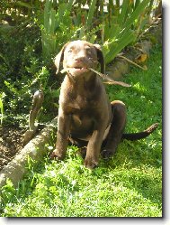 Labrador Retriever