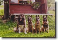 Belgian shepherd malinois \\\\\(Dog standard\\\\\)