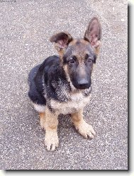 German Shepherd Dog