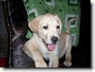 Labrador Retriever