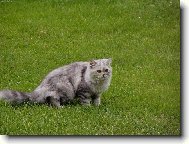 Turkish Angora \(Cat\)