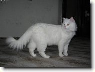 Turkish Angora \(Cat\)