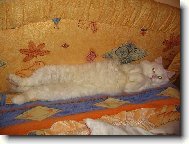 Turkish Angora \(Cat\)