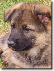 German Shepherd Dog