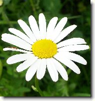 Tanacetum parthenium L\.