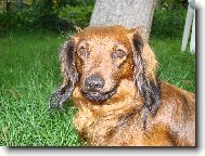 Dachshund