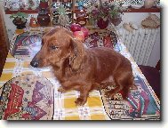 Dachshund