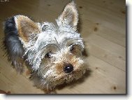 Jorkrsk terier, Yorkshire Terrier,