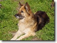 German Shepherd Dog