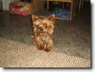 Jorkrsk terier, Yorkshire Terrier,